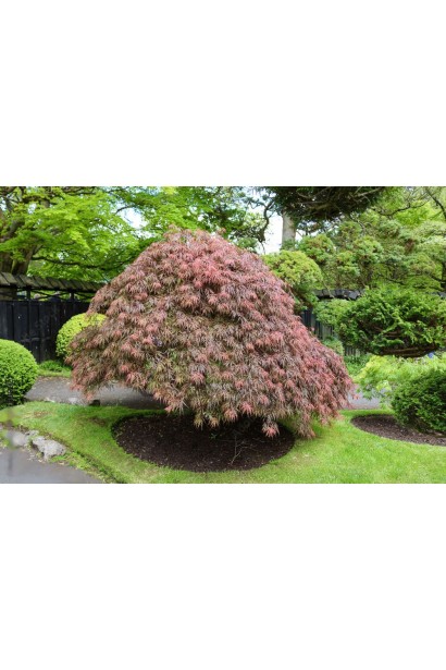 Acer palmatum Phoenix